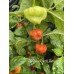 Aji Dulce Puerto Rico Pepper Seeds