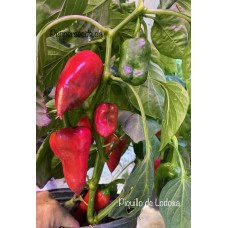 Piquillo de Lodosa Pepper Seeds 