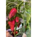 Piquillo de Lodosa Pepper Seeds 