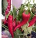 Krimzon Lee Pepper Seeds 