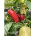 Alba Regia Pepper Seeds 