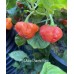 Aji Dulce Puerto Rico Pepper Seeds
