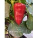 Piquillo de Lodosa Pepper Seeds 