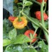 Aji Dulce Puerto Rico Pepper Seeds