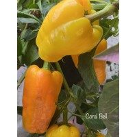 Coral Bell Pepper Seeds Coral Bell Pepper Seeds