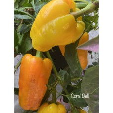 Coral Bell Pepper Seeds 