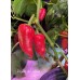 Piquillo de Lodosa Pepper Seeds 