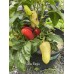 Alba Regia Pepper Seeds 