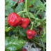 Aji Dulce Puerto Rico Pepper Seeds
