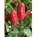 Sweet Jalapeño Pepper Seeds Sweet Jalapeño Pepper Seeds