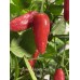 Sweet Jalapeño Pepper Seeds Sweet Jalapeño Pepper Seeds