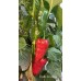 Piquillo de Lodosa Pepper Seeds 