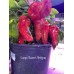 Large Sweet Antigua Pepper Seeds Large Sweet Antigua Pepper Seeds