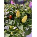 Numex Valentines Day Pepper Seeds Numex Valentines Day Pepper Seeds
