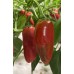 Sweet Jalapeño Pepper Seeds Sweet Jalapeño Pepper Seeds