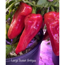 Large Sweet Antigua Pepper Seeds