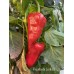 Piquillo de Lodosa Pepper Seeds 