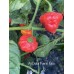 Aji Dulce Puerto Rico Pepper Seeds