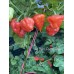 Aji Dulce Puerto Rico Pepper Seeds
