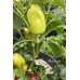 Alba Regia Pepper Seeds 