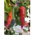 Krimzon Lee Pepper Seeds 