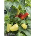 Alba Regia Pepper Seeds 