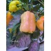 Coral Bell Pepper Seeds Coral Bell Pepper Seeds