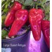 Large Sweet Antigua Pepper Seeds Large Sweet Antigua Pepper Seeds
