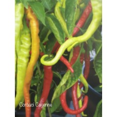 Corbaci Pepper Seeds 