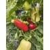 Alba Regia Pepper Seeds 