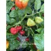 Aji Dulce Puerto Rico Pepper Seeds
