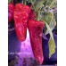 Large Sweet Antigua Pepper Seeds Large Sweet Antigua Pepper Seeds