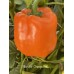Monster Orange Bell Pepper Seeds Monster Orange Bell Pepper Seeds