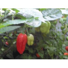 Aji Cajamarca Pepper Seeds Aji Cajamarca Pepper Seeds